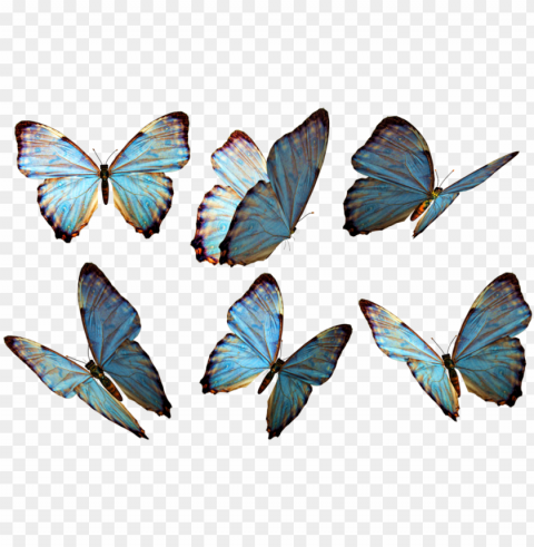 hotoshop clipart beautiful butterfly - flying butterfly PNG with transparent bg