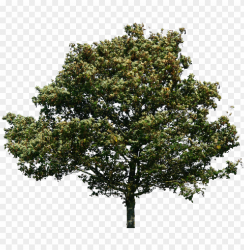 hotoshop maple tree - tree with no background PNG for blog use