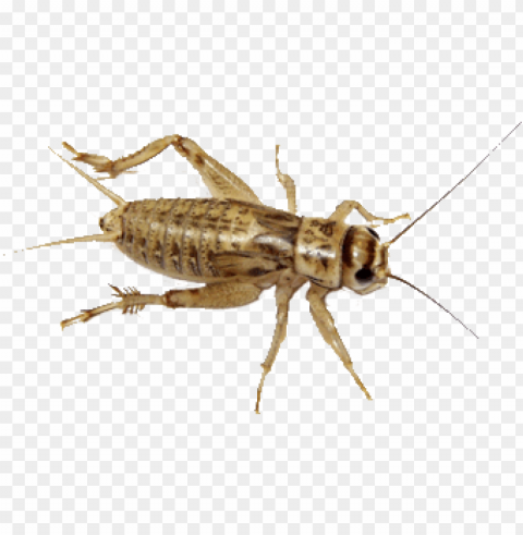 house crickets are the most commonly fed bug out there - banded crickets vs house crickets Transparent graphics PNG transparent with Clear Background ID 86e046ff