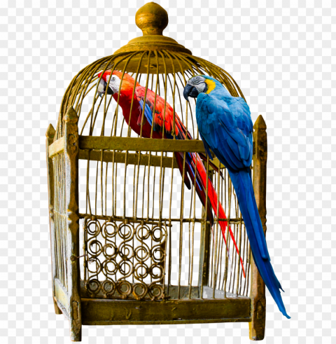 how to choose large bird cage for your friend - vintage cage PNG graphics with transparency
