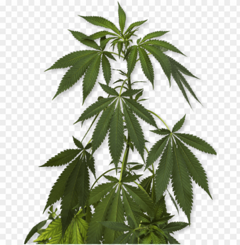 how to order - marijuana plant PNG transparent stock images