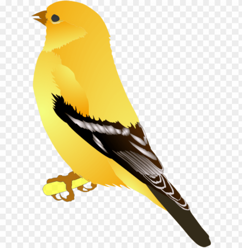 how to set use gold finch svg vector Transparent PNG images extensive variety PNG transparent with Clear Background ID 18ff6b4b