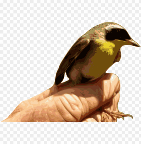 how to set use yellowthroat bird svg vector PNG with no registration needed