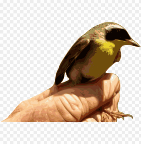 how to set use yellowthroat bird svg vector PNG with no registration needed PNG transparent with Clear Background ID e261b3f9