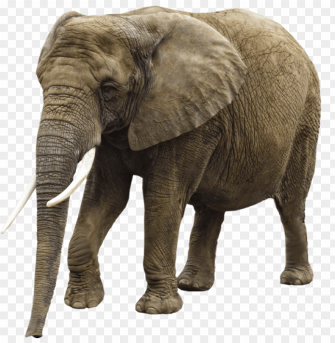 hq elephant transparent elephant - transparent background elephant PNG Image Isolated with Clear Transparency