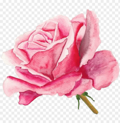 http - jaehos - tumblr - pack 29 here i am once again - painting of a pink rose HighQuality Transparent PNG Isolation