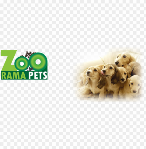 http - wp - zooramapets - comwp soo cute 3 dogs - rosmax interactive dog toy - best iq treat dispensi PNG images without restrictions