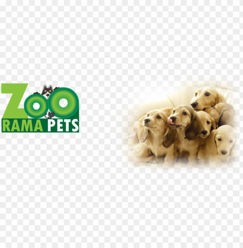 http - wp - zooramapets - comwp soo cute 3 dogs - rosmax interactive dog toy - best iq treat dispensi PNG images without restrictions PNG transparent with Clear Background ID 6c45d2d5