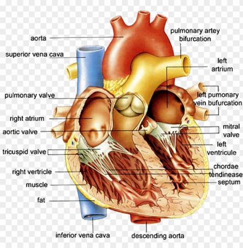 human heart full diagram PNG files with transparent backdrop