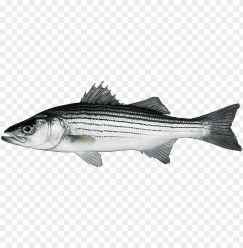 Http - Www - Fishbuoy - Comimagesimagesfish Species - Striped Bass Transparent PNG Isolated Artwork