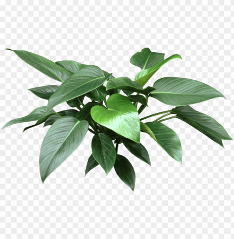 Http - Www - Houseplant411 - Comwp-contentuploads - House Plant Leaf HighQuality Transparent PNG Element