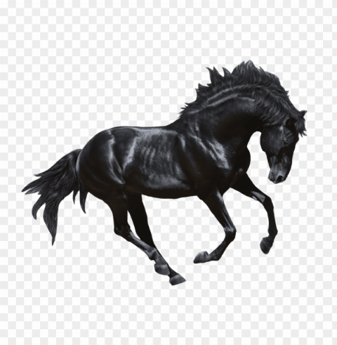 black horse royalty PNG Image with Clear Isolation