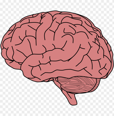 human brain drawing brain facts brain damage - brain clipart Transparent PNG images set