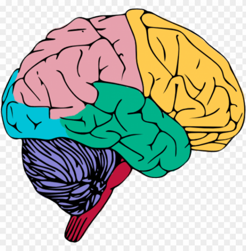 Human Brain High-quality Image - Brain Clipart Isolated Subject With Clear PNG Background