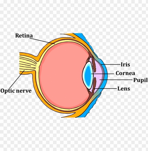 human eye for class 5 PNG images for mockups