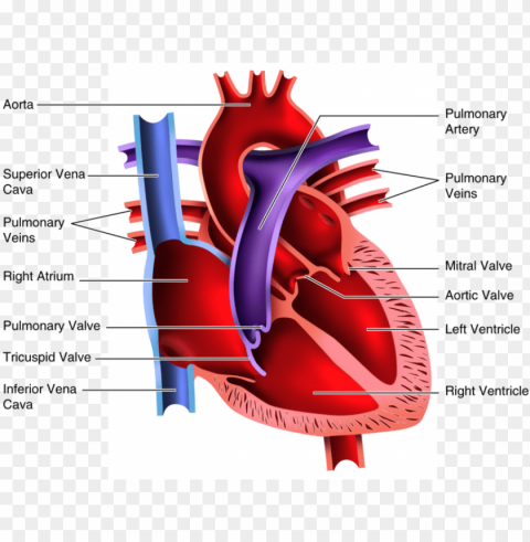 Human Heart Clipart Blood Flow - Heart Free PNG Images With Alpha Channel Compilation