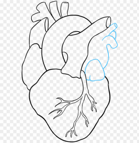 human heart to draw Transparent Background PNG Isolation