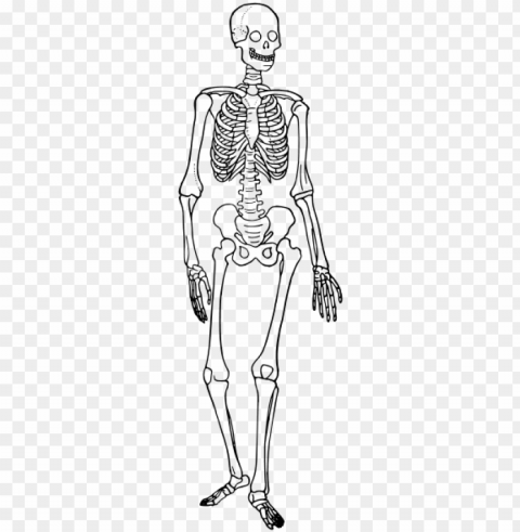 human skeleton diagram trace - skeletal system diagram simple Isolated Element with Transparent PNG Background
