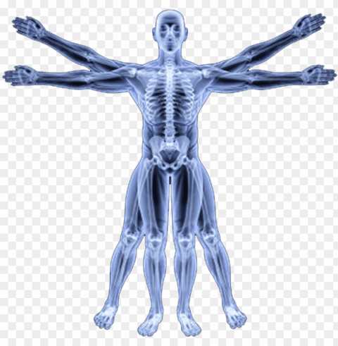 human skeleton - human body biomechanics Transparent PNG graphics assortment