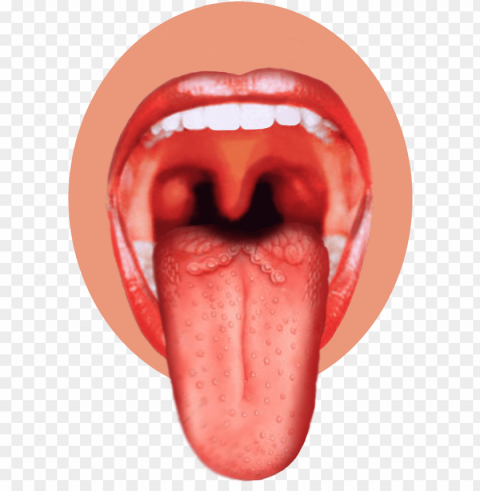 human tongue image - sense organ of taste Free PNG images with transparent layers