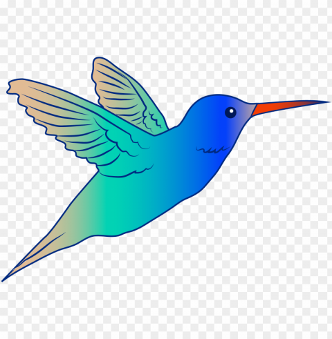 hummingbird drawing PNG files with clear background