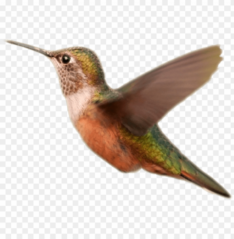hummingbird orange transparent background PNG images with high transparency