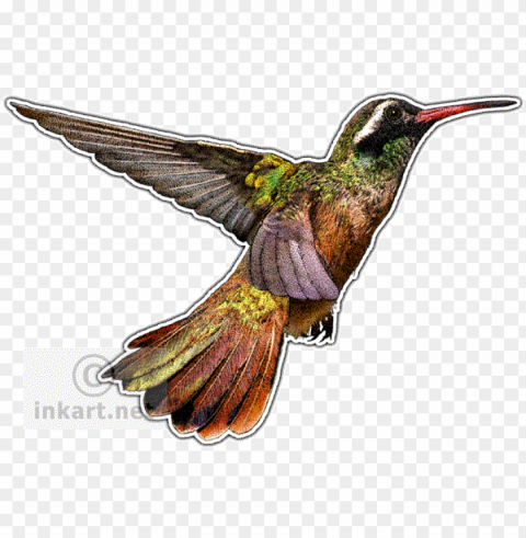 hummingbirds of north america mug PNG icons with transparency