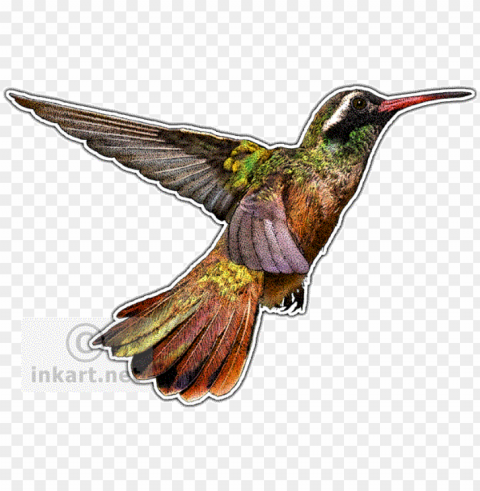 Hummingbirds Of North America Mug PNG Icons With Transparency