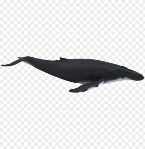 humpback whale - animal planet - humpback whale PNG for overlays PNG transparent with Clear Background ID adb52b82