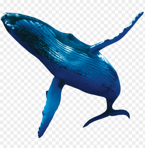 humpback whales - whale Isolated Object on Transparent PNG