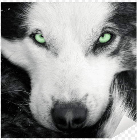husky eyes shower curtain PNG files with transparent canvas collection