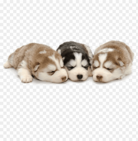 husky background - siberian husky puppy Clear PNG images free download