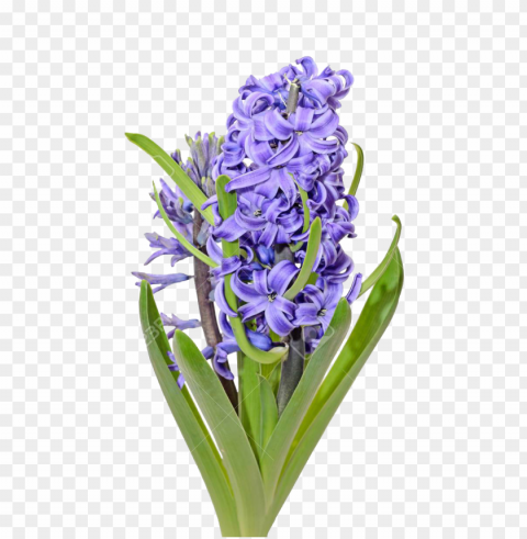 hyacinth PNG photo without watermark