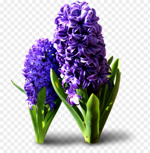 hyacinth flowers transparent background - transparent hyacinth Isolated Item on HighQuality PNG