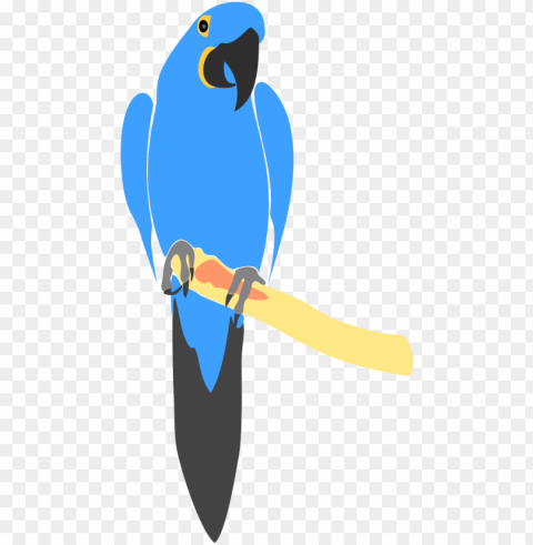 hyacinth macaw drawing - blue macaw vector PNG for educational use