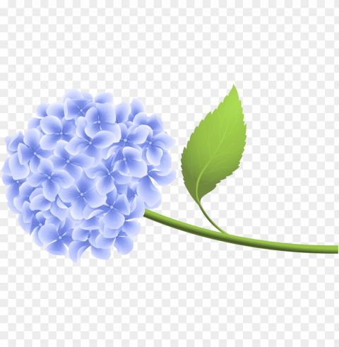 hydrangea clipart background Transparent PNG graphics variety