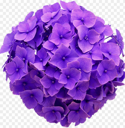 hydrangea real flower purple cute beautiful freetoedit - hydrangea flower no background PNG Graphic Isolated on Clear Backdrop