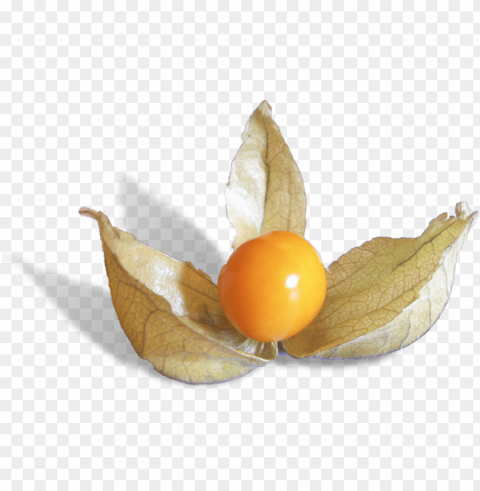 hysalis is a delicious fruit from peru - peruvian groundcherry Isolated Element on HighQuality PNG