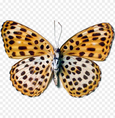 i am a leopard leopard butterfly - real butterflies transparent PNG graphics with transparency PNG transparent with Clear Background ID f8ce20df