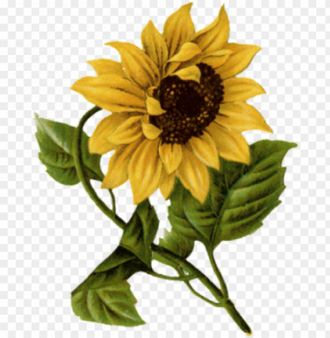 happy mothers day sunflowers Isolated Artwork in HighResolution PNG