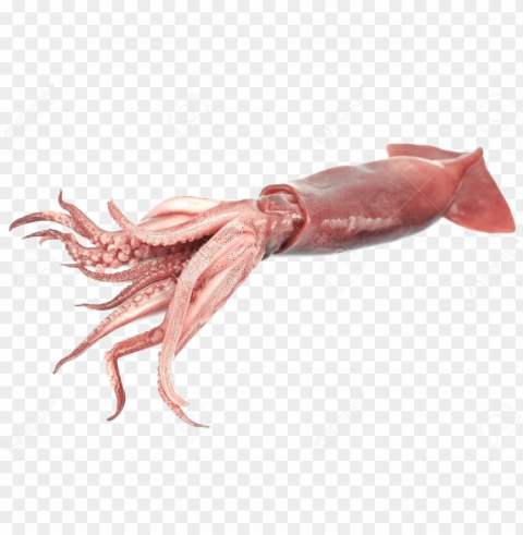 iant squid transparent - transparent background squid High-resolution PNG images with transparency wide set
