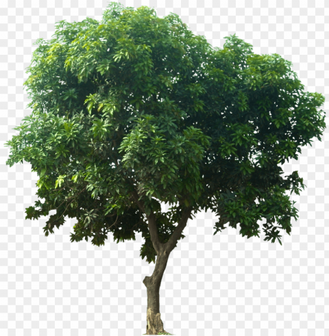icon download tree - mango tree PNG images with alpha mask PNG transparent with Clear Background ID 2744b848