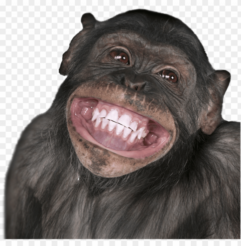 ics of monkeys smiling - happy birthday gemini monkey PNG images with clear cutout