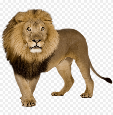icsart lover - lion PNG with isolated background