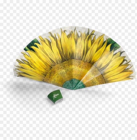 icture of flower fan sunflower - large sunflower flos solis maior plate 1 713 editio Transparent Cutout PNG Isolated Element PNG transparent with Clear Background ID a48b7b43