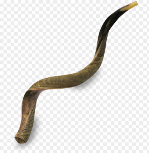 icture of great kudu shofar - extra large yemenite shofar - half polished half natural Isolated Illustration in Transparent PNG PNG transparent with Clear Background ID 714cadbe