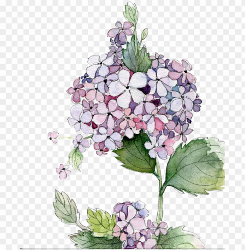 icture royalty free stock painting flower flowers - hydrangea watercolor Isolated Subject on HighQuality PNG