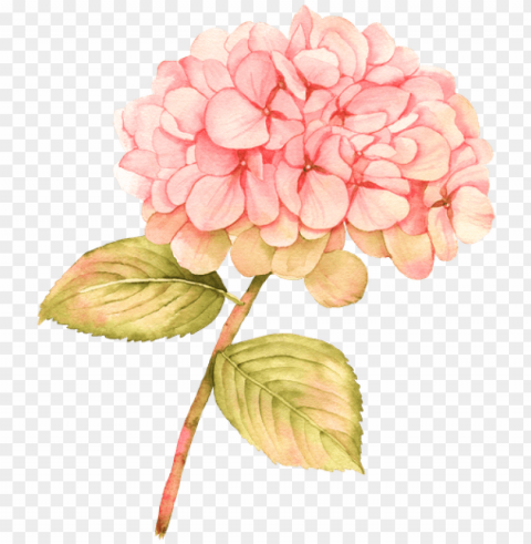 icture transparent download free premium stock photos - hydrangea pink watercolor flowers Isolated PNG Element with Clear Transparency