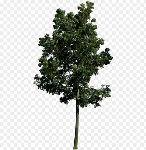 if you use this file credit and link me please link - tree Isolated PNG Image with Transparent Background PNG transparent with Clear Background ID 18059732