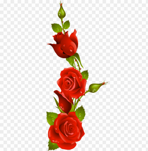 ifs con movimiento y brillo de amor - rosas rojas animadas Transparent Background Isolation in PNG Format